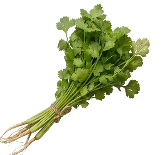 Fresh Coriander Bouquet